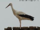 Pjaro Cigea blanca - Ciconia ciconia. Maqueda