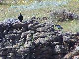 Pjaro Estornino negro - Sturnus unicolor. El Hacho - Alcal la Real