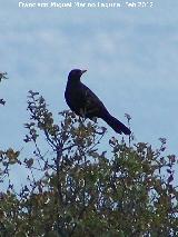 Pjaro Estornino negro - Sturnus unicolor. Fuente del Rosal - Navas de San Juan