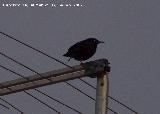 Pjaro Estornino negro - Sturnus unicolor. Navas de San Juan