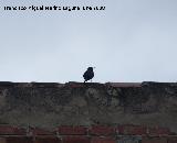 Pjaro Estornino negro - Sturnus unicolor. Los Villares