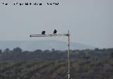 Pjaro Estornino negro - Sturnus unicolor. Navas de San Juan