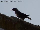 Pjaro Estornino negro - Sturnus unicolor. Navas de San Juan