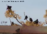 Pjaro Estornino negro - Sturnus unicolor. Navas de San Juan