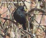 Pjaro Estornino negro - Sturnus unicolor. Navas de San Juan