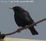 Pjaro Estornino negro - Sturnus unicolor. Navas de San Juan