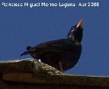 Pjaro Estornino negro - Sturnus unicolor. Navas de San Juan