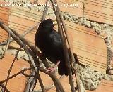 Pjaro Estornino negro - Sturnus unicolor. Navas de San Juan