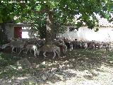 Oveja - Ovis aries. Cortijo de los Peones - Valdepeas de Jan