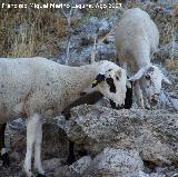 Oveja - Ovis aries. Los Villares