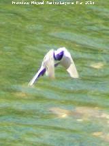 Pjaro Lavandera - Motacilla alba. Villanueva de la Reina