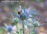 Abeja - Apis mellifica. Segura