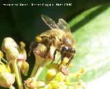 Abeja - Apis mellifica. Los Villares