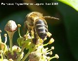 Abeja - Apis mellifica. Los Villares