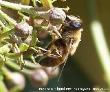 Abeja - Apis mellifica. Los Villares