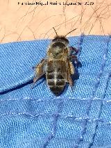 Abeja - Apis mellifica. Torcal de Antequera