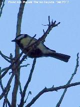 Pjaro Carbonero - Parus major. Lagunillas - Los Villares