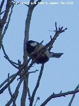 Pjaro Carbonero - Parus major. Lagunillas - Los Villares