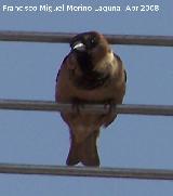 Pjaro Gorrin - Passer domesticus. Navas de San Juan