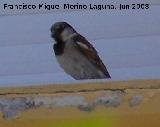 Pjaro Gorrin - Passer domesticus. Los Villares