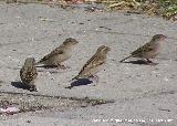 Pjaro Gorrin - Passer domesticus. Linares