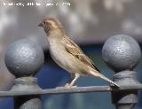 Pjaro Gorrin - Passer domesticus. Linares