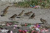 Pjaro Gorrin - Passer domesticus. Linares