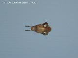 Pjaro Pato colorado - Netta rufina. Tablas de Daimiel