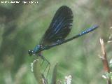 Liblula caballito del diablo - Calopteryx xanthostoma. Ro Madera - Venta Rampias - Santiago Ponones