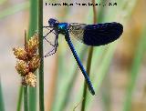 Liblula caballito del diablo - Calopteryx xanthostoma. Segura