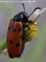 Escarabajo meloideo - Mylabris quadripunctata. Arrollo Maguillo (Santiago Pontones)