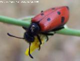 Escarabajo meloideo - Mylabris quadripunctata. Arrollo Maguillo (Santiago Pontones)