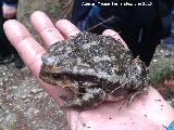 Sapo - Bufo bufo. Sierra de Jan