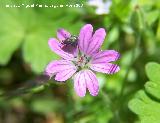 Gorgojo - Liparus coronatus. Jan