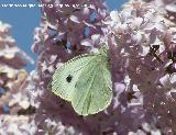 Mariposa de la col - Pieris brassicae. Navas de San Juan