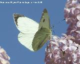 Mariposa de la col - Pieris brassicae. Navas de San Juan