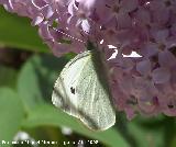 Mariposa de la col - Pieris brassicae. Navas de San Juan