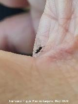 Pulg�n del algarrobo - Aphis craccivora. Los Villares