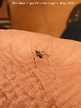 Pulg�n del algarrobo - Aphis craccivora. Los Villares