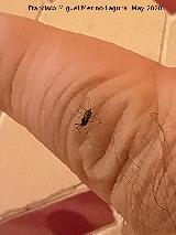 Pulg�n del algarrobo - Aphis craccivora. Los Villares