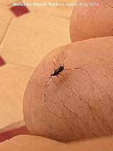 Pulg�n del algarrobo - Aphis craccivora. Los Villares