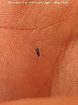 Pulg�n del algarrobo - Aphis craccivora. Los Villares