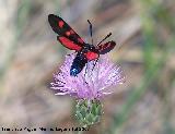 Zigena de 5 puntos - Zygaena trifolii. Segura