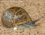 Caracol - Helix aspersa. Jan