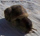 Caracol - Helix aspersa. Navas de San Juan