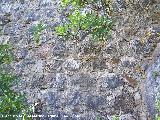 Castillo de las Peas de Castro. Detalle de la muralla construida con cermica y piedra