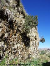 Acueducto del Toril. rboles naciendo en las paredes del acueducto grande