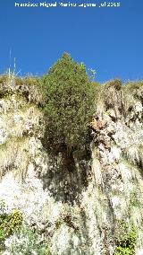 Acueducto del Toril. Ciprs en las paredes del acueducto