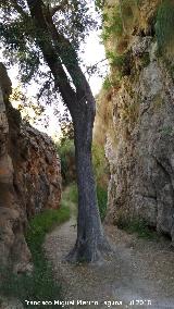 Acueducto del Toril. rbol entre los acueductos