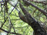 Pjaro Trepador azul - Sitta europaea. Cerro Orozco - Campillo de Arenas